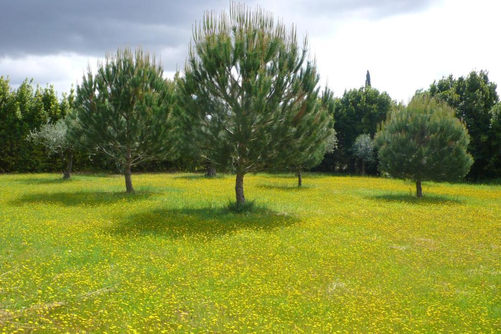 בית הארחה טומאר 	Casa Da Avo Genoveva מראה חיצוני תמונה
